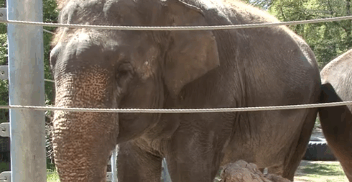 Huuliharppua soittava norsu ihmetyttää – katso video