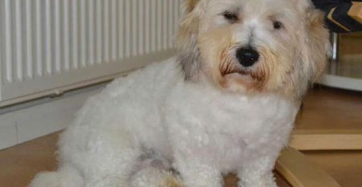 Oletko nähnyt tätä koiraa? Karkulainen kuin elokuvista