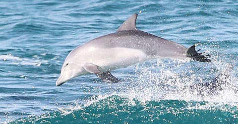 delfiini suku puoli video