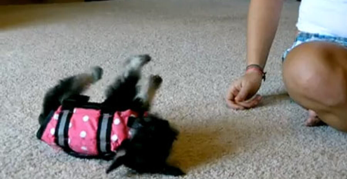 Koira ei innostunut pelastusliiveistä – tässä tulos