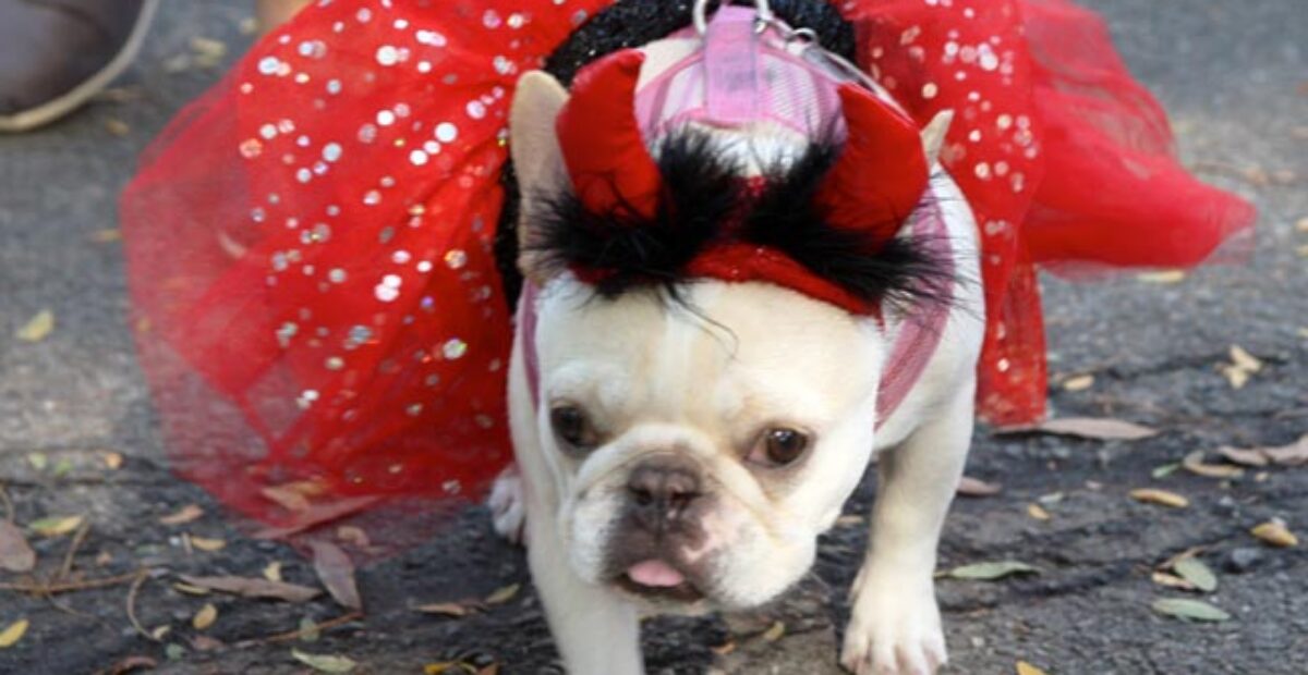 Koirat hulvattomissa Halloween-asuissa: ”Astronautti, merirosvo, Mars-luotain, hot dog…”