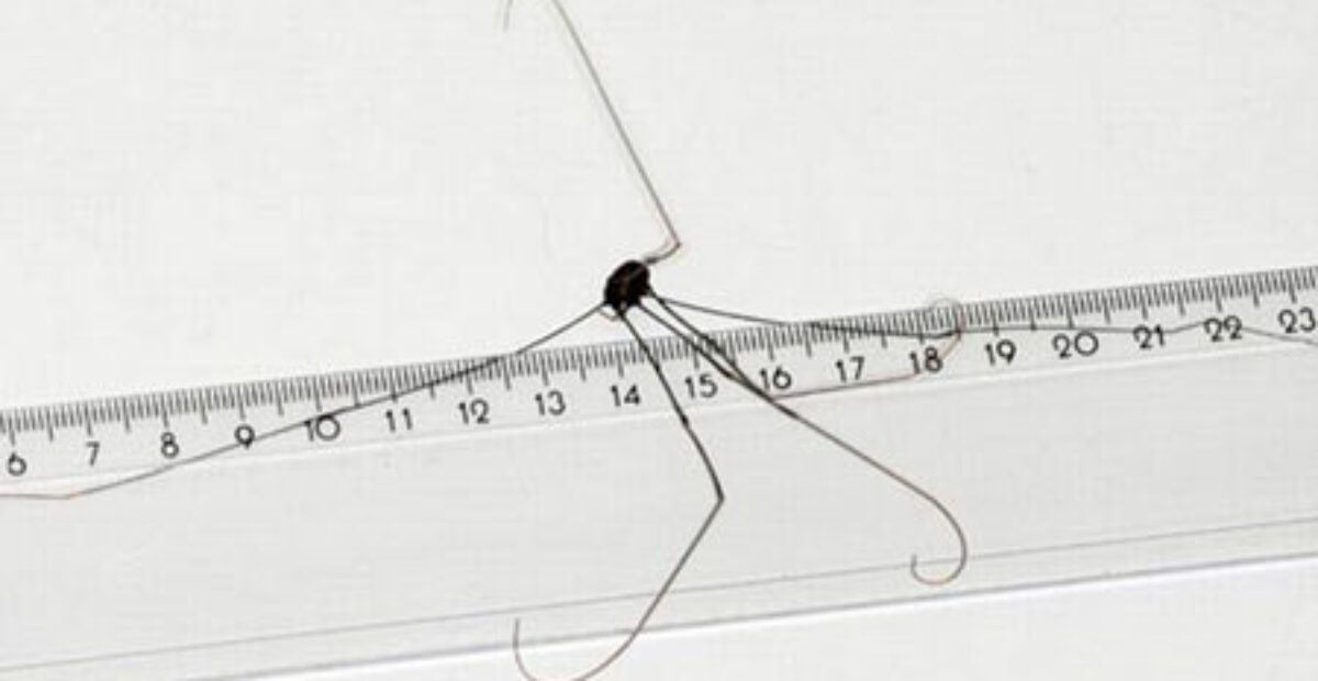 Tästä monet näkevät painajaisia: Jättimäinen hämähäkkilaji löytyi viidakosta