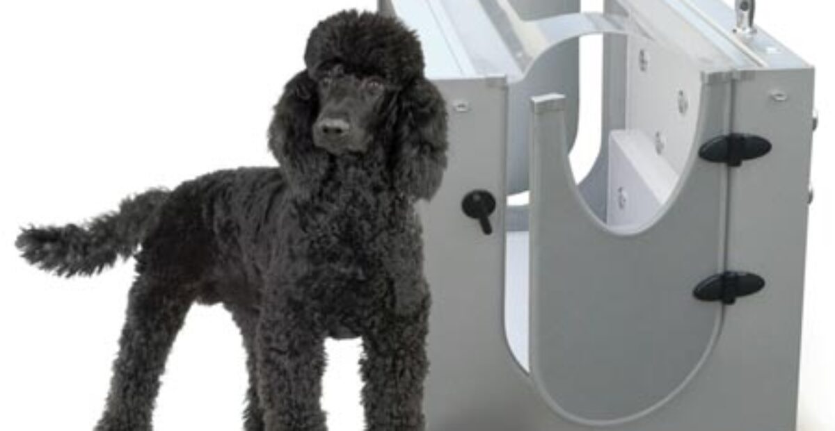 Haluatko hemmotella koiraasi? Tässä todellinen luksuslahja