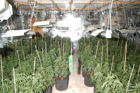 kannabis19102012