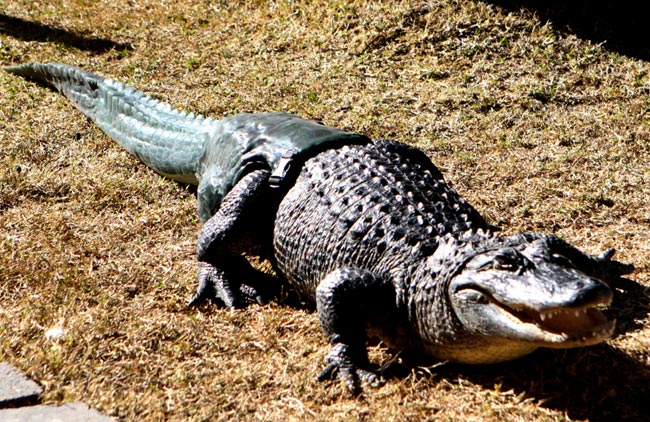 Alligaattori