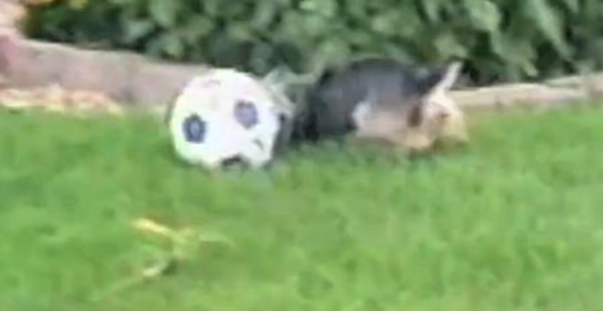 Moni futistähti olisi kateellinen tälle koiralle