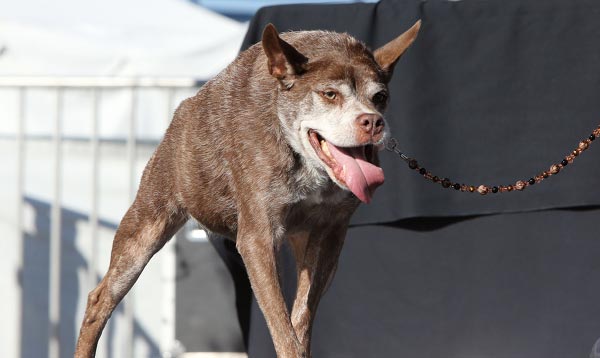 Maailman rumin koira 2015 Quasi Modo, Kuva: Splash