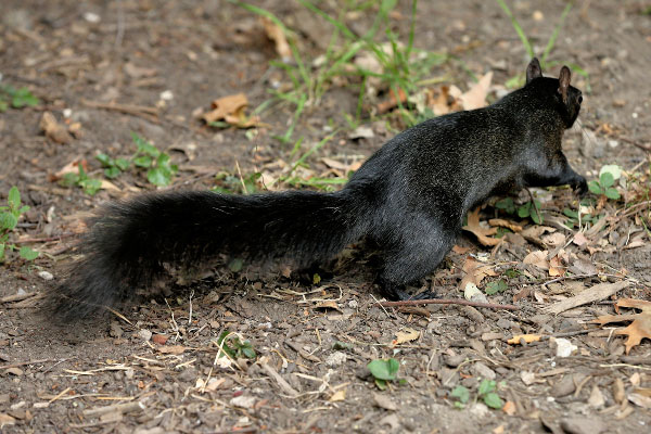 Musta Orava