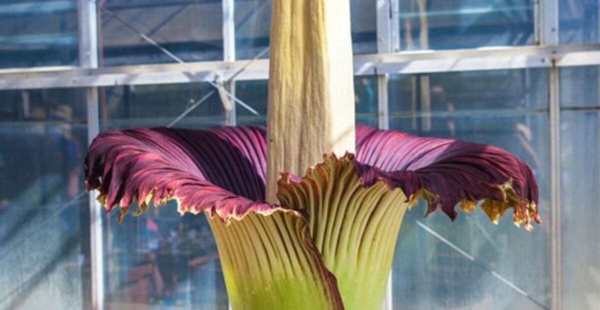 Kukka haisee ruumiilta – tuhannet jonottavat nähdäkseen omin silmin