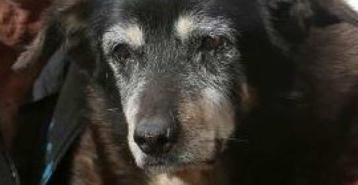 Maailman vanhin koira kuoli – eli peräti 30-vuotiaaksi