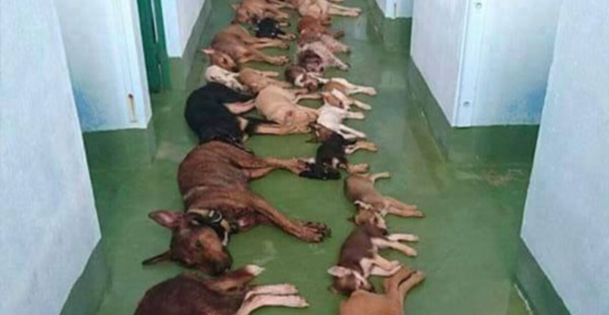 Traaginen kuva kuolleista koirista leviää: ”Yhdessä päivässä lopetetut koirat”