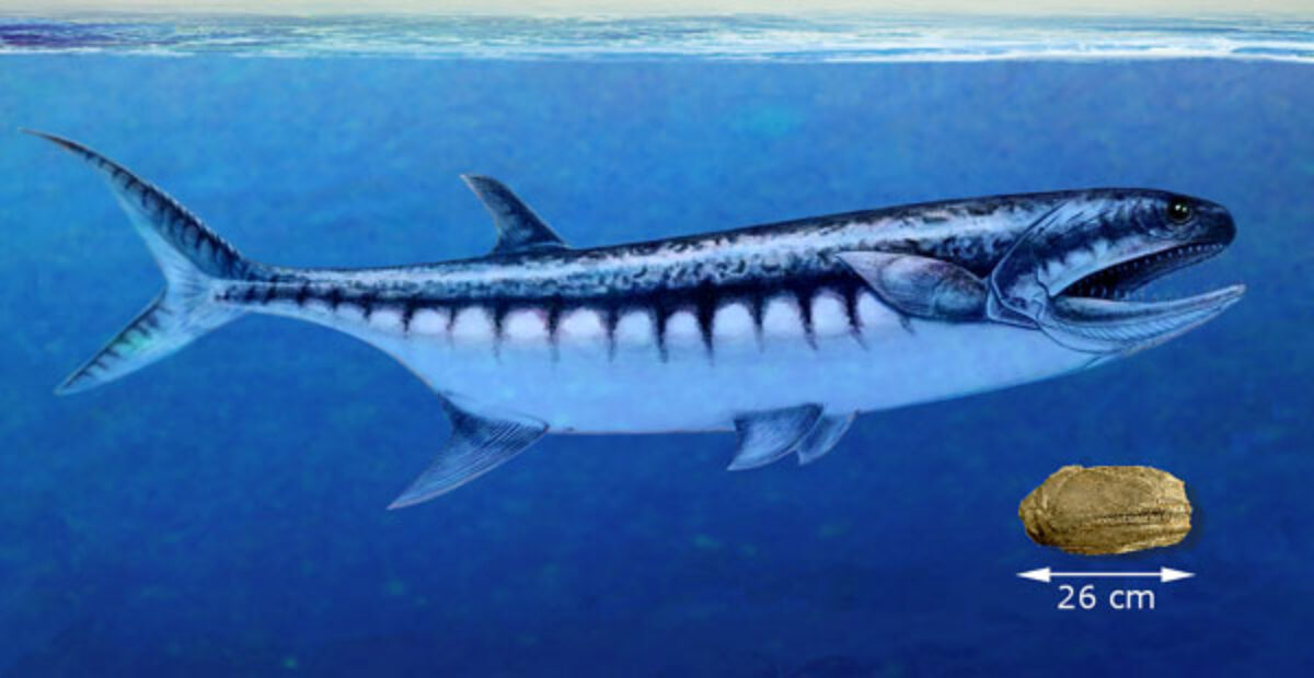 Merten kadonnut saalistaja löytyi – 1,8 metrinen ja hampaat kuin veitset