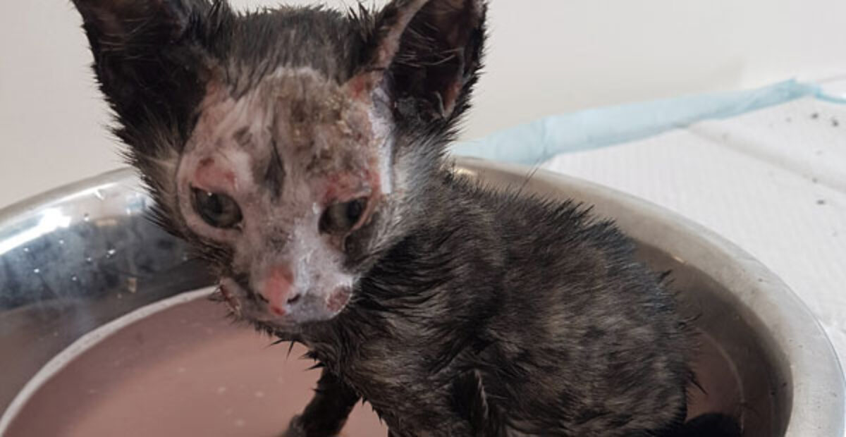 Kissanpentu heitettiin nuotioon kuolemaan – sitten ohikulkija sattui paikalle