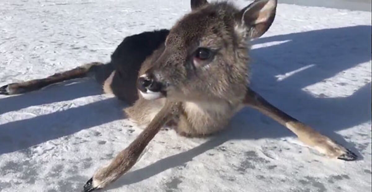 Peura joutui pulaan Tammisaaressa – merivartiosto riensi pelastamaan