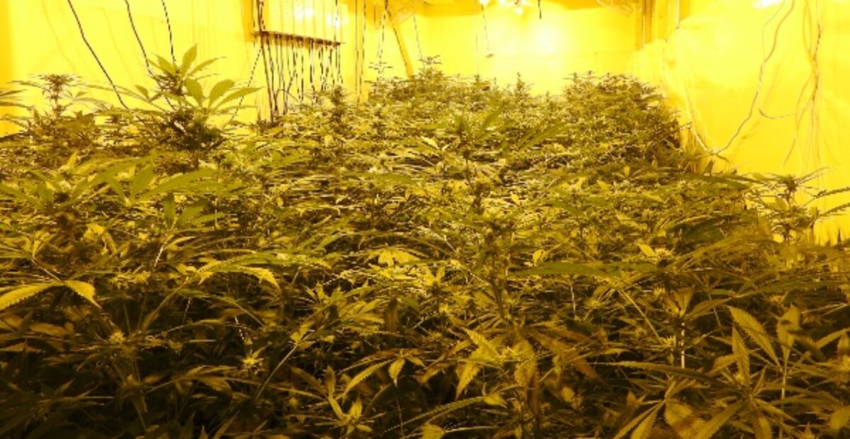 Kuin sademetsä – poliisit käräyttivät kannabiskasvattamon Itä-Uudellamaalla