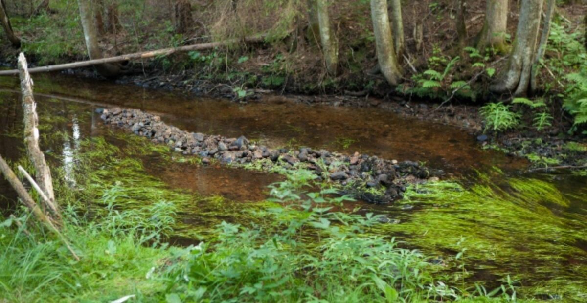 Suomen luontokato yritetään pysäyttää – nyt kunnostetaan puroja