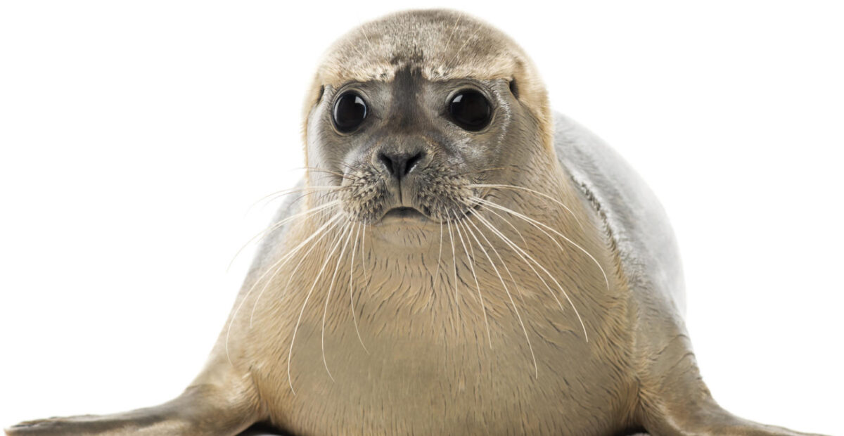 Poliisikin ihmeissään – hylje löytyi pellolta 30 kilometriä rannasta