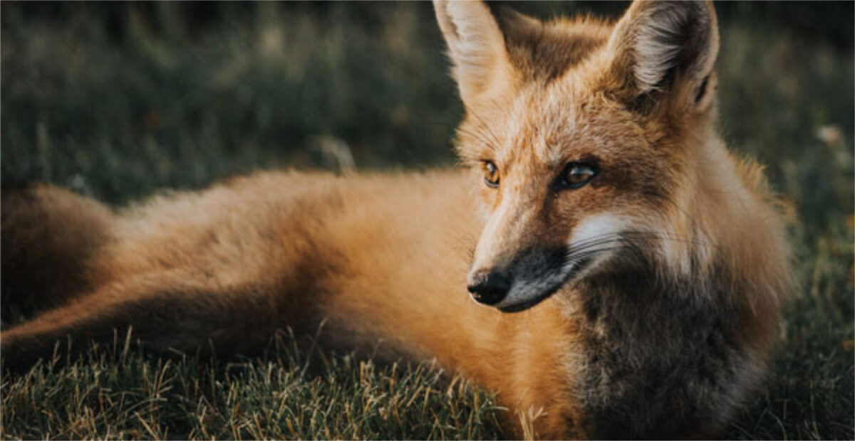 Putki kaulan ympärillä kulkenut kettu pelastettiin – ”Yhteistyöhaluinen potilas”