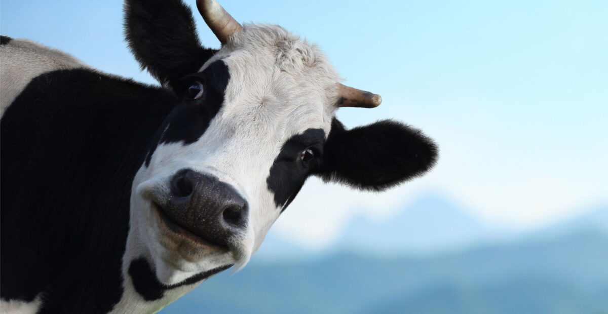 Ruotsin maatalous lopetti Boaver-lisäaineen käytön – Suomessa jatketaan vielä