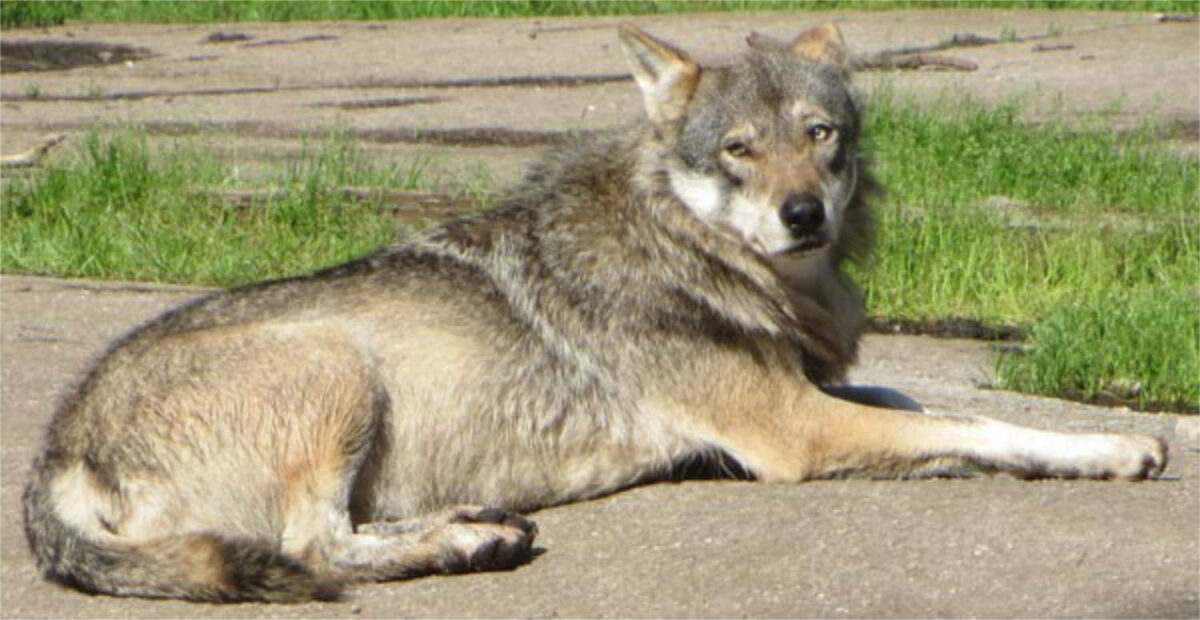 Puolangalla tapettiin susi vaarallisella myrkyllä: ”Valtava riski”