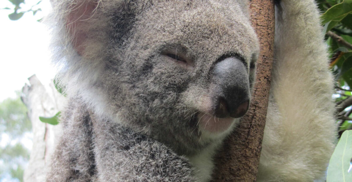 Helleaalto koetteli koalaa – mies lainasi eläimelle puutarhasuihkua