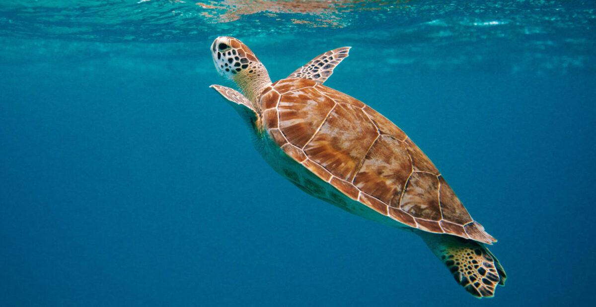 Soututiimi pysähtyi Atlantilla kesken kilpailun – pelasti kilpikonnan kalaverkosta