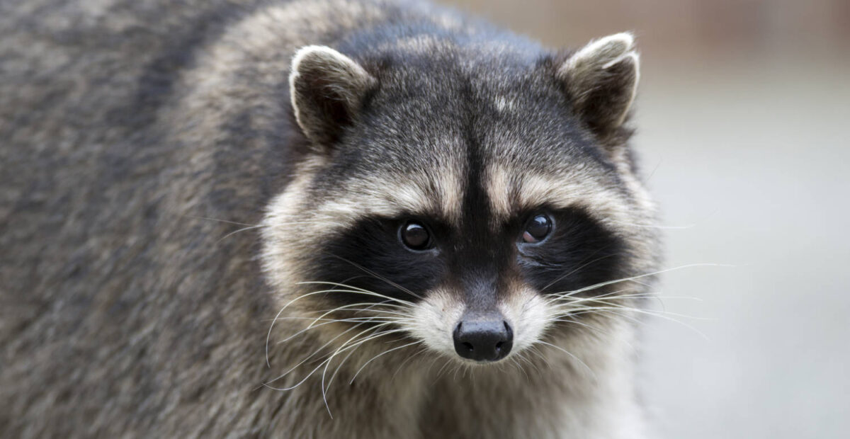 Viinakauppaan murtautunut pesukarhu löytyi sammuneena vessasta