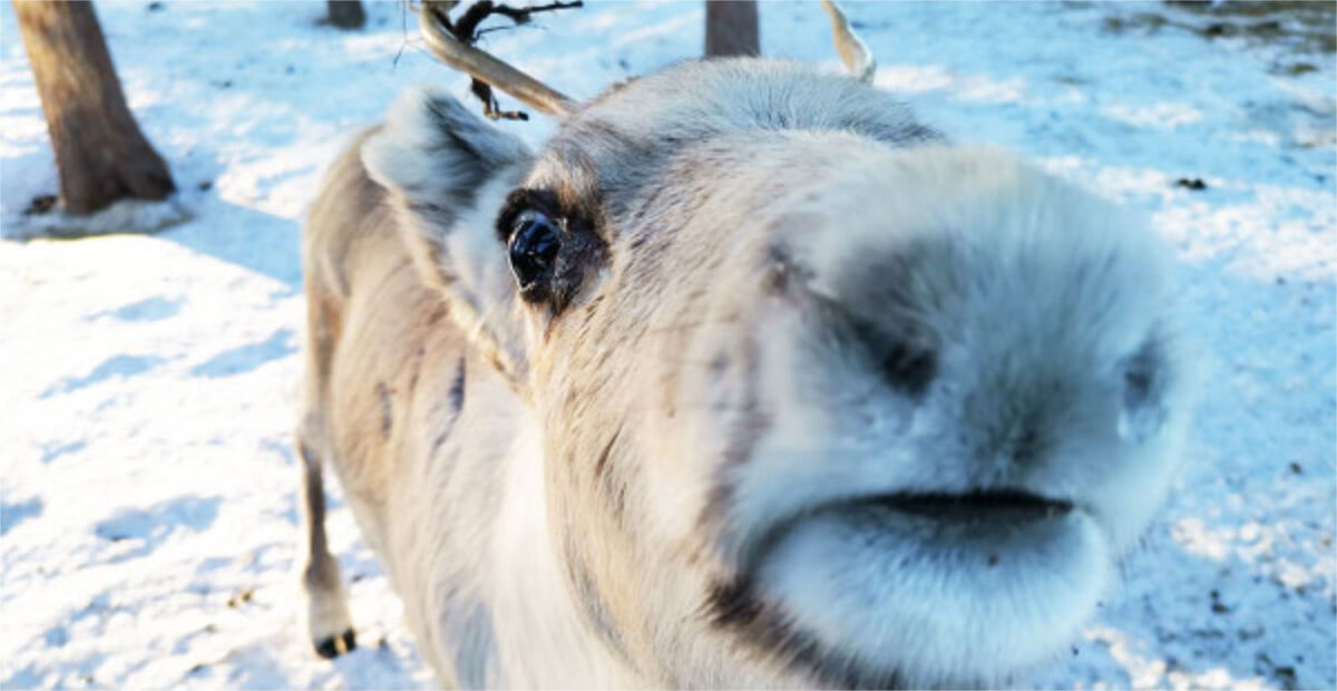 Joulutapahtumasta karannut poro aiheutti hämminkiä