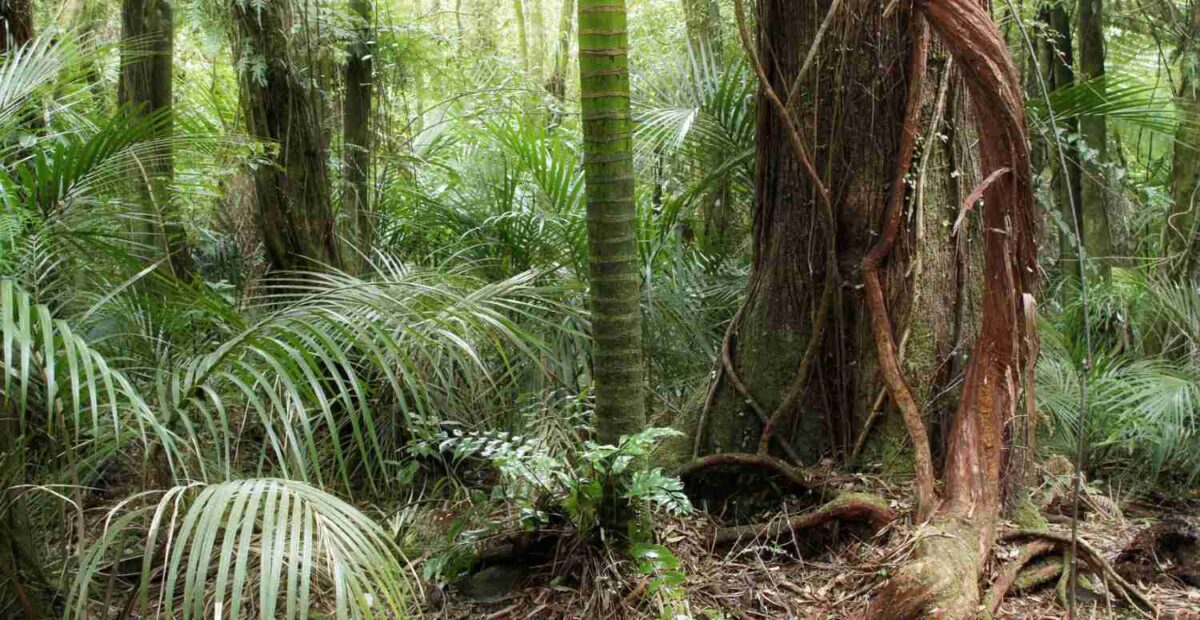 Selvitys: Näiden yritysten palmuöljyn käyttö tuhoaa sademetsiä