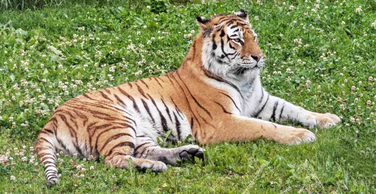 Netflixin-tähti Christine Quinn sai tappouhkauksia – väittää hankkineensa tiikerin turvakseen