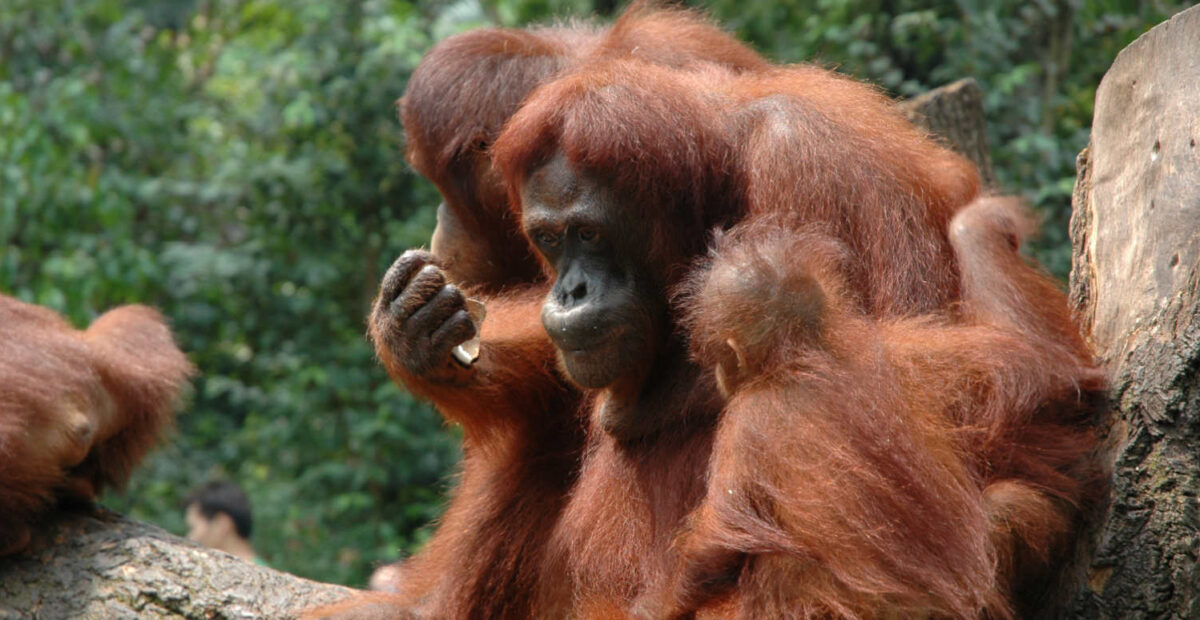 Oranki. Kuva: Jocka Träskbäck / Stara