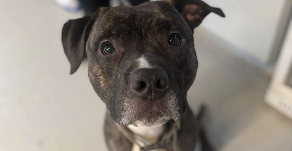 Koira karkasi lukitusta ovesta – koiramaailman Houdini tallentui videolle