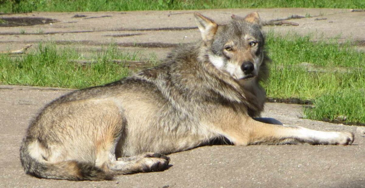 Susi. Kuva: Jocka Träskbäck