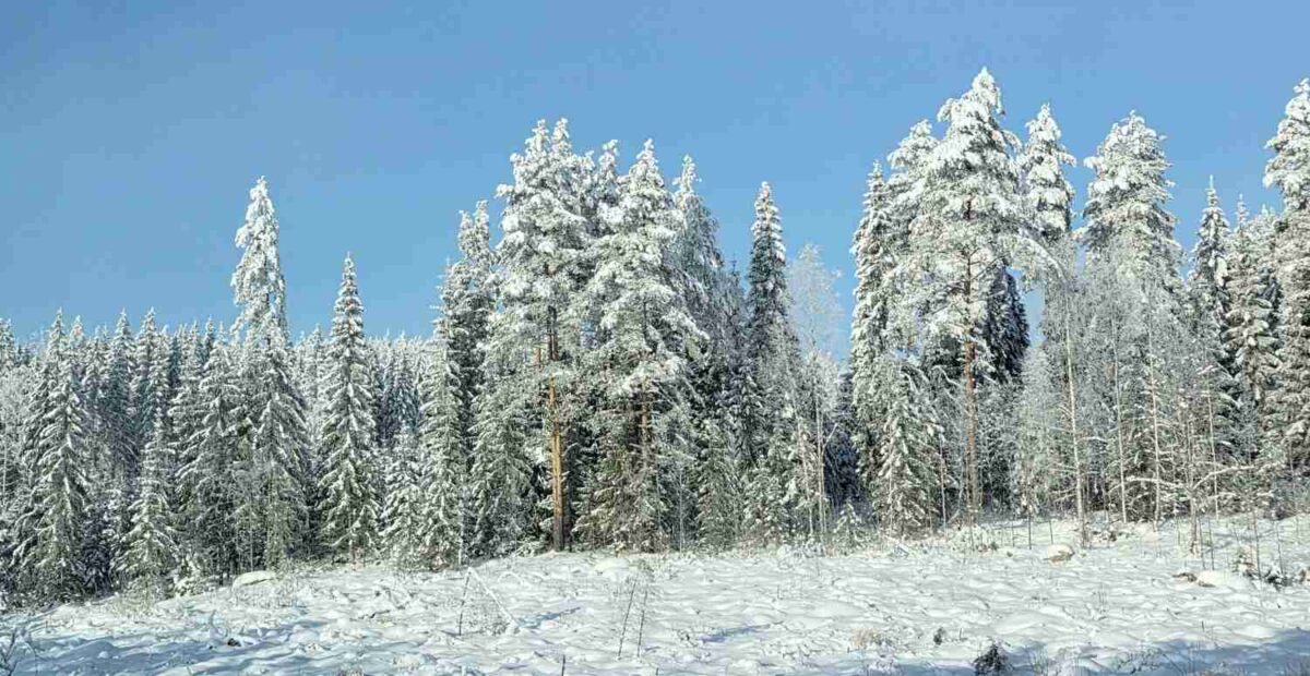 Talvimaisema. Kuva: Jocka Träskbäck / Stara