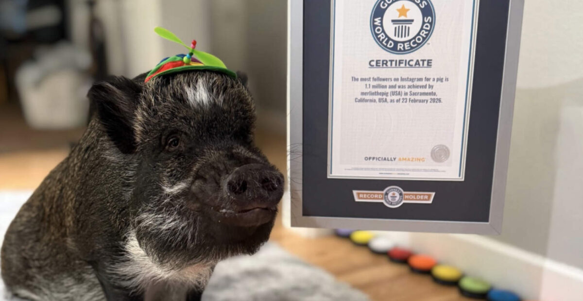 Merlin The Pig
