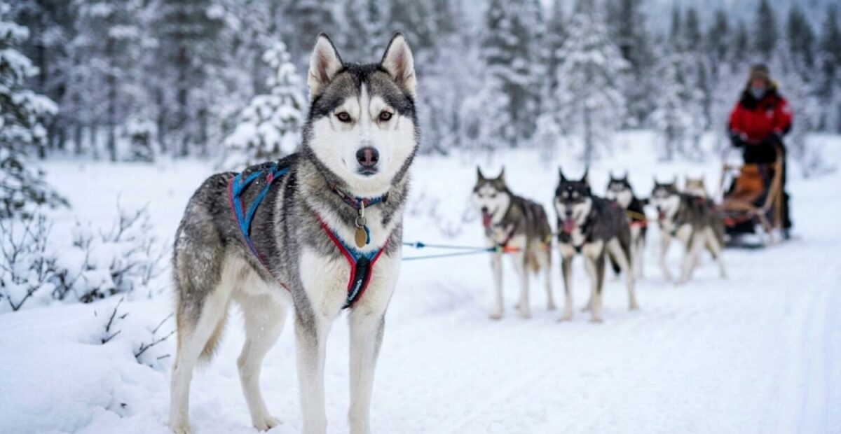 Siperianhusky ja koiravaljakko Lapissa. Kuva: Stara