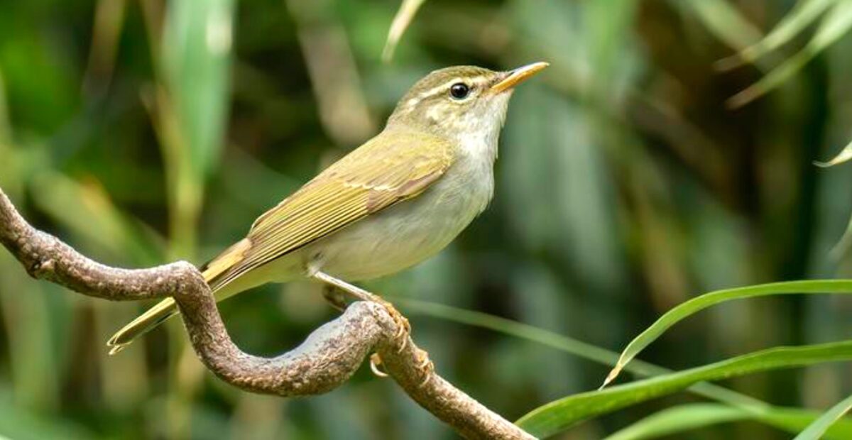 Tokarankerttunen. Kuva: Per Alström