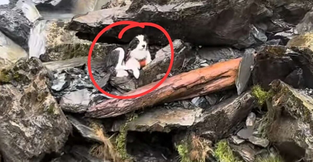 Bordercollie pelastettiin