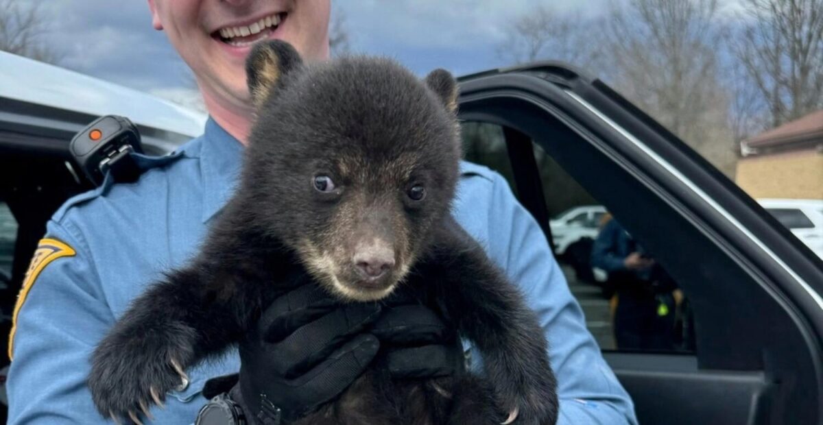 Karhunpentu. Kuva: New Jersey State Patrol