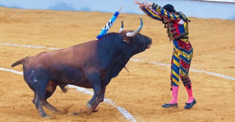 Härkätaistelu ja matadori