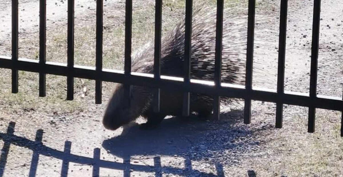 Piikkisika. Länsi-Uudenmaan poliisi