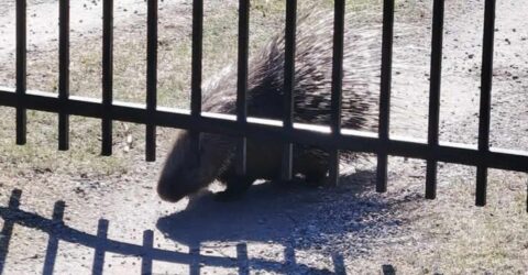 Piikkisika. Länsi-Uudenmaan poliisi