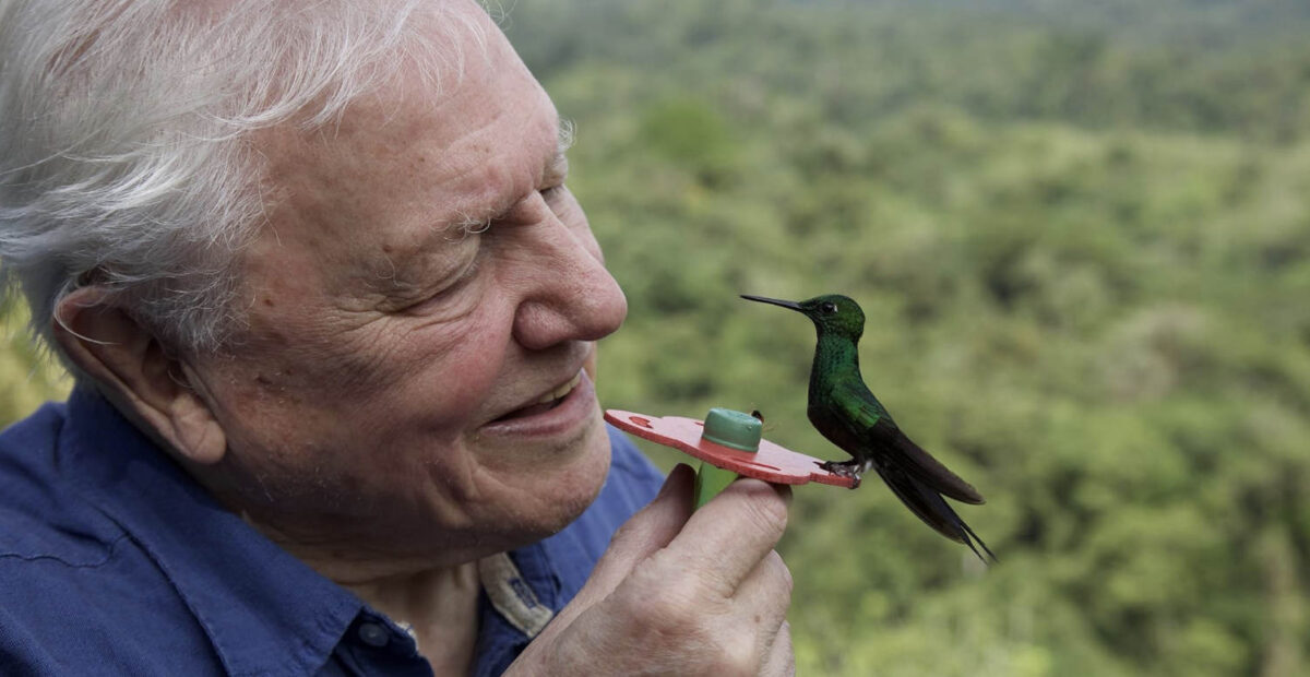 David Attenborough: Luonnon lumoavat värit (2021)