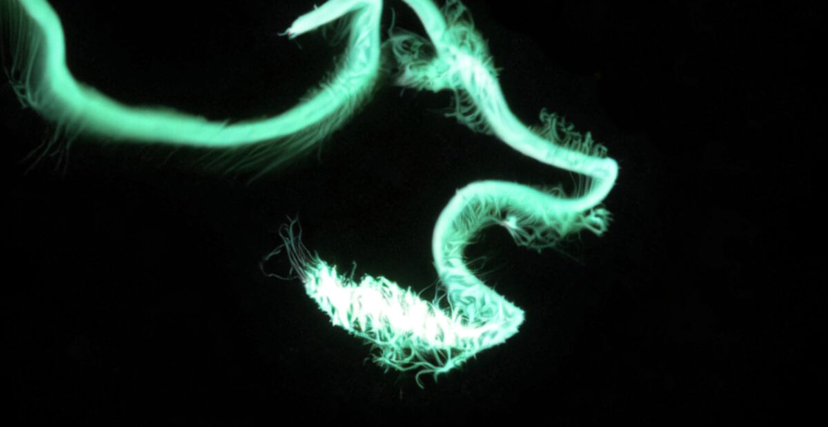 Odontosyllis phosphorea