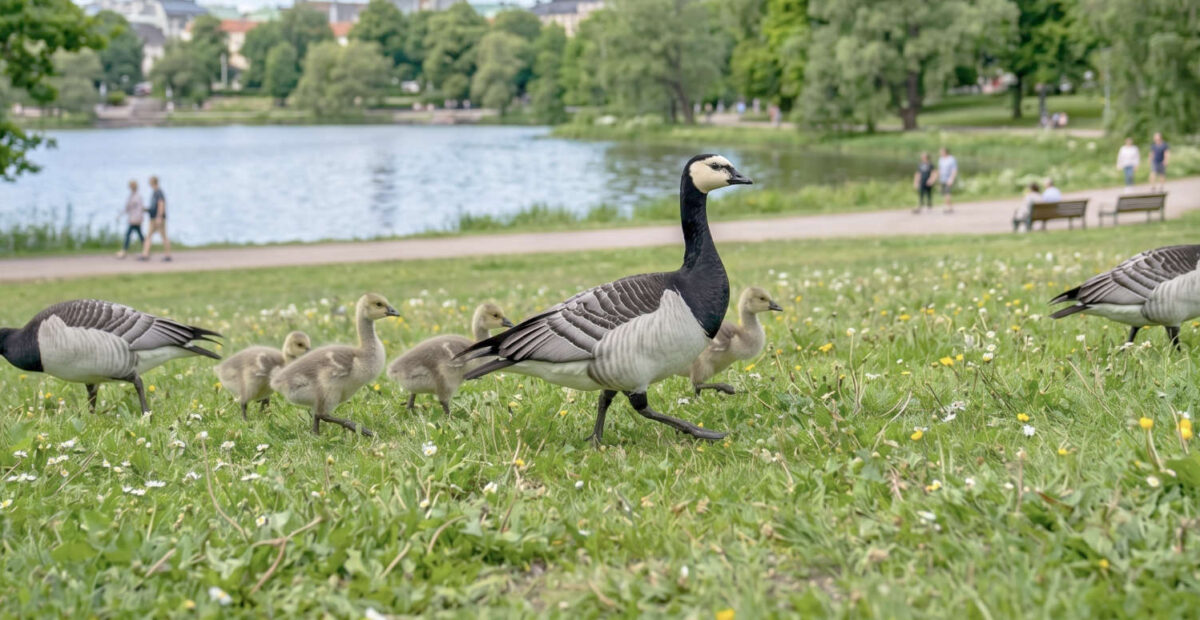 Valkoposkihanhi
