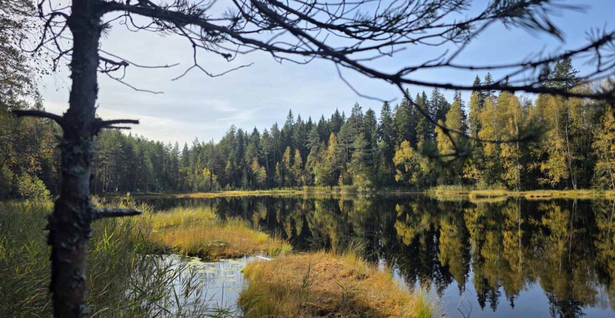 Kesä ja luonto