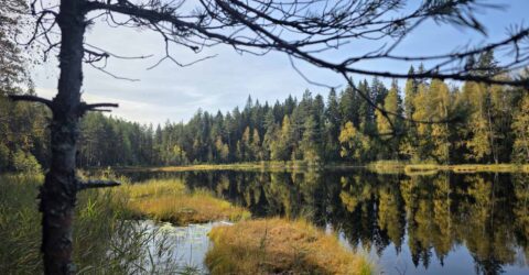 Kesä ja luonto