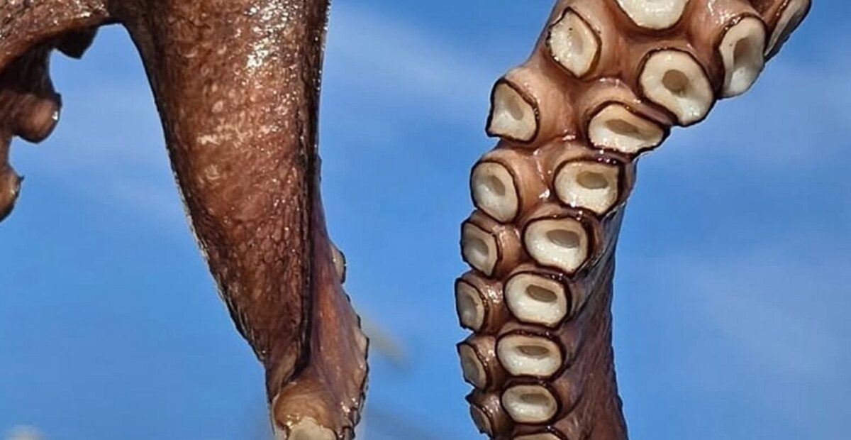 Mustekala