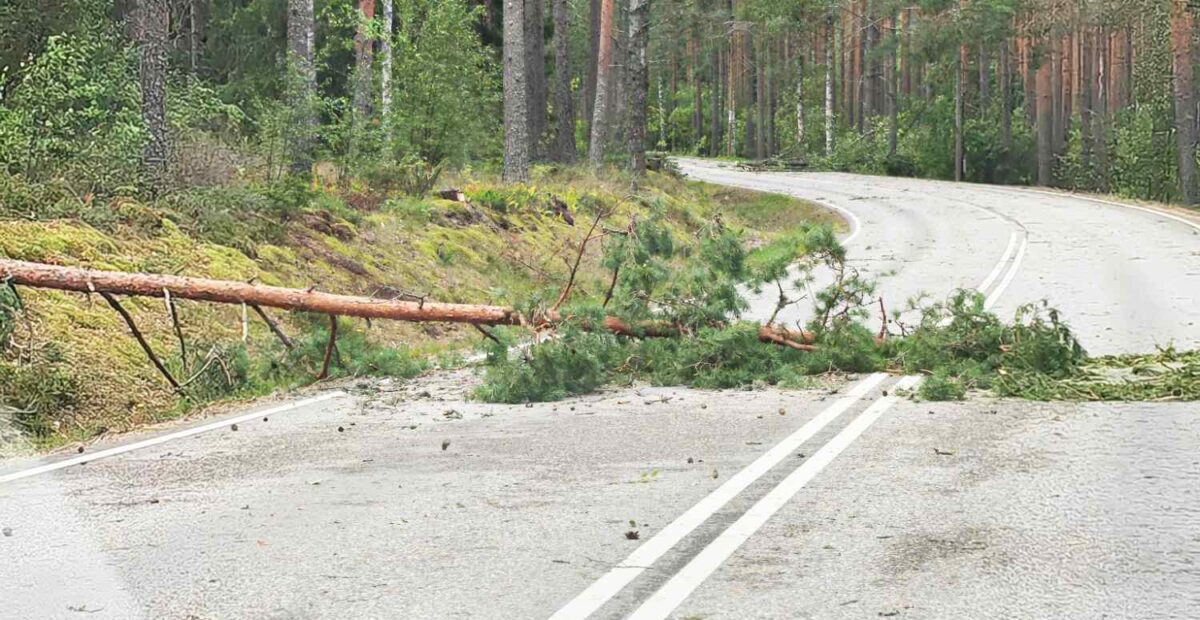 Myrskytuhoja metsässä